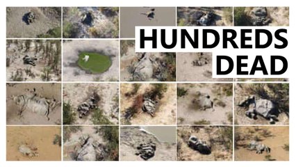 356 Dead Elephants — Killer Finally Found