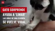 Gato sorprende a dueña: la ayuda a 'limar' las uñas de una clienta; se vuelve viral