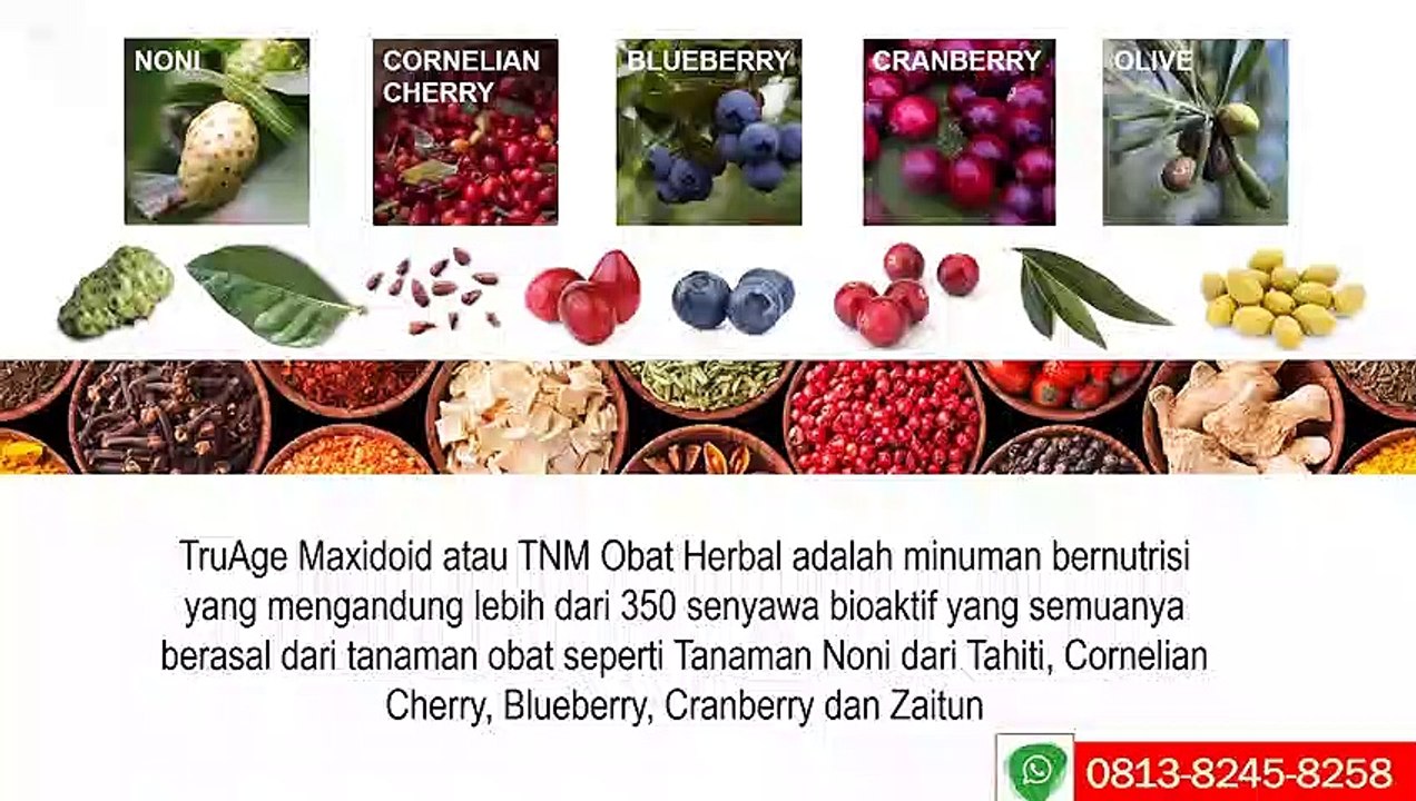 TNM Obat Alzheimer WA 0819 1000 3012 (XL), TNM Obat Herbal