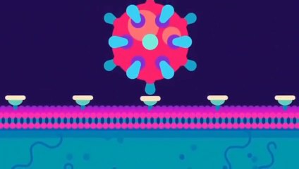 the coronavirus explained & what you should do | How is covid 19 spread animation