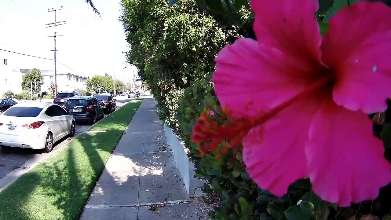 1b Brentwood Los Angeles California