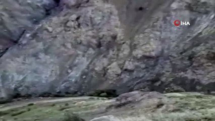 Dağın eteklerinde çoban köpekleri ayıyı böyle kovaladı