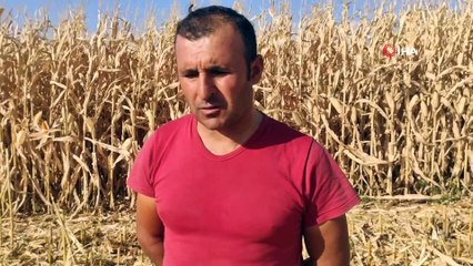 Mardin’de mısır hasadı başladı