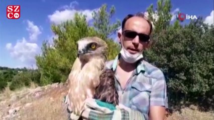 Kuşadası’nda yılan kartalı için seferberlik