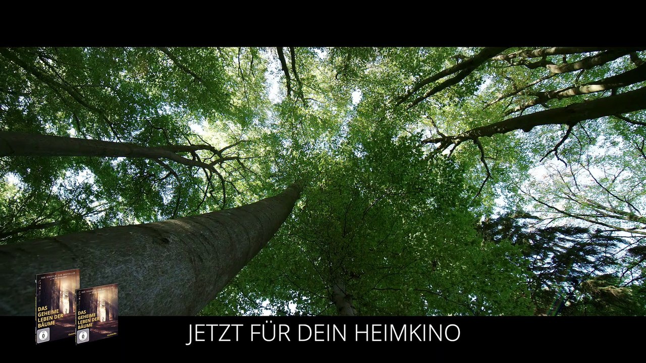 Das geheime Leben der Bäume