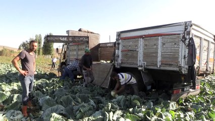 Lahanadaki verim ve kalite çiftçiyi sevindirdi - NİĞDE