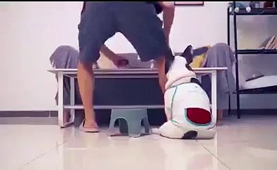 Un chien qui fait une très mauvaise blague