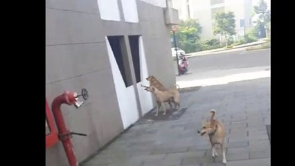 TV ACTOR ने फंसे बंदरों को कुत्तों से बचाया और केला खिलाया || TV ACTOR Rescues monkey from dogs ||