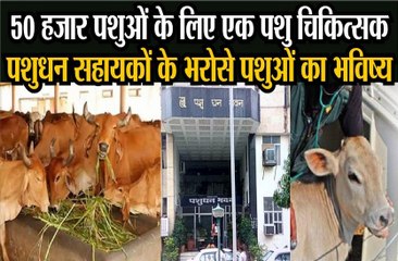 50 हजार पशुओं के लिए एक पशु चिकित्सक