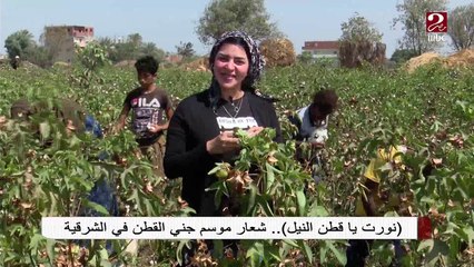 نورت يا قطن النيل ...شعار موسم جني القطن في الشرقية