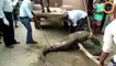 Inde : un python qui avait avalé une énorme proie se fait secourir par les villageois