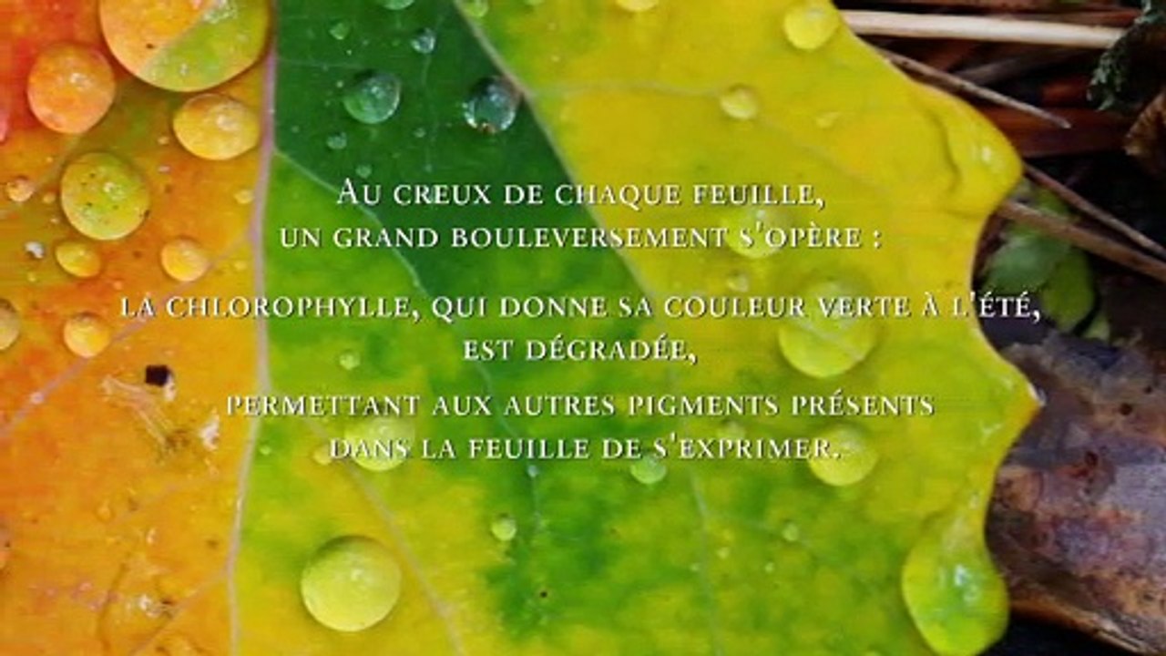 [CARNET DE SAISON] l'érable