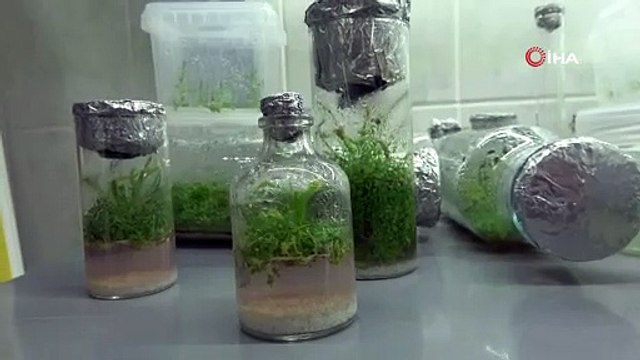 Bayramiç beyazı doku kültürü yöntemiyle çoğaltıldı