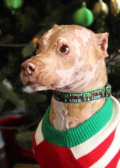 Ce chien brûlé croyait mourir mais une famille lui sauve la vie en l’adoptant