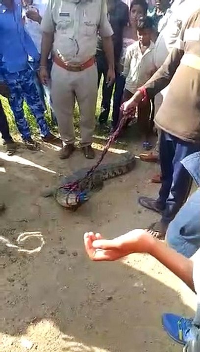 मछुआरे ने बाहर निकाल कर देखा तो उसमें मगरमच्छ निकला