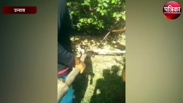 भूखे अजगर और जंगली सियार के बीच जंग