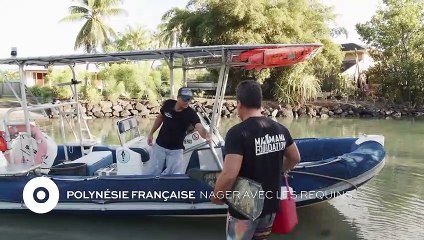 Polynésie Française : Nager avec les requins