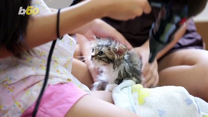 Why Cats Suck on Blankets and Should You Worry?