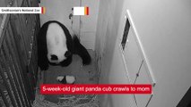 5-week-old giant panda cub crawls to mom