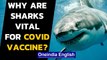 Coronavirus: Upto 5 lakh sharks could be slaughtered for Covid-19 vaccine|Oneindia News