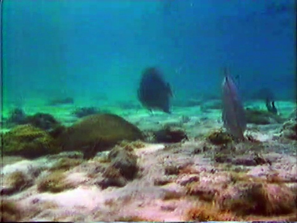 The Science of Coral Reefs