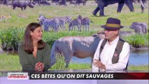 Animaux sauvages : leur comportement est-il naturel dans les zoos et les cirques ?