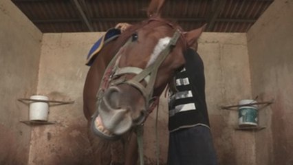 La hípica regresa en Panamá tras seis meses de inactividad