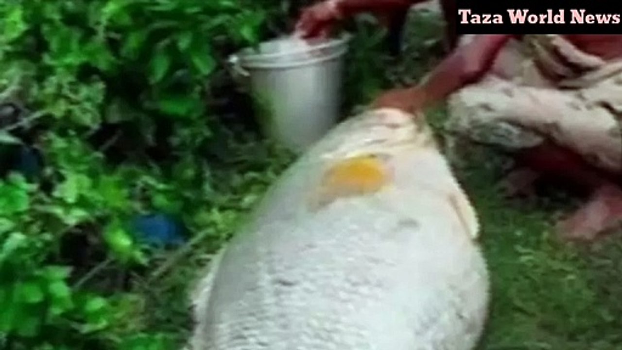 মাছ বিক্রি করে রাতারাতি লাখপতি হলেন এই বৃদ্ধা।