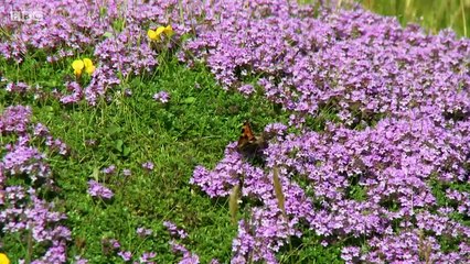 National Treasures of Wales - Coastal Care
