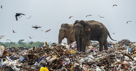 Sri-Lanka : ces éléphants ont accidentellement mangé du plastique en cherchant de la nourriture