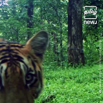 The Tropical Jungles Of The Anamalai Tiger Reserve In Tamil Nadu