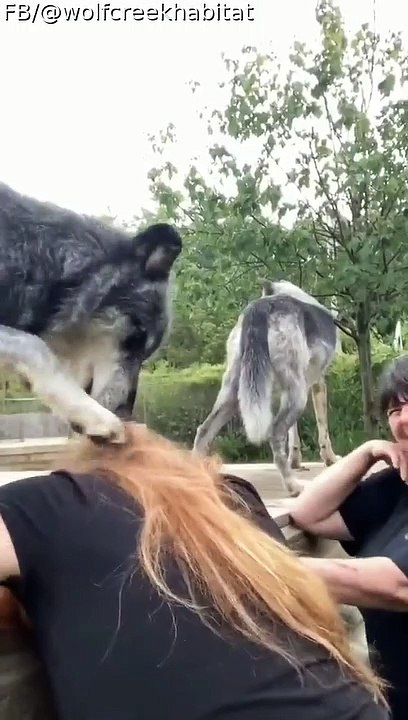 Getting Pet by Wolves
