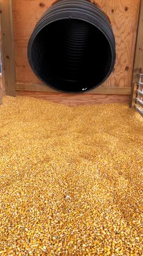 Kid Confused by Corn Kernels at Bottom of Slide