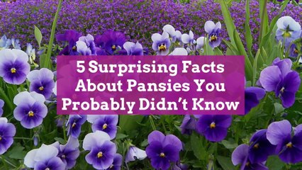 5 Surprising Facts About Pansies You Probably Didn't Know