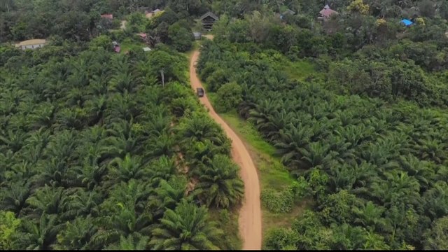 US bans palm oil imports from Malaysian producer FGV