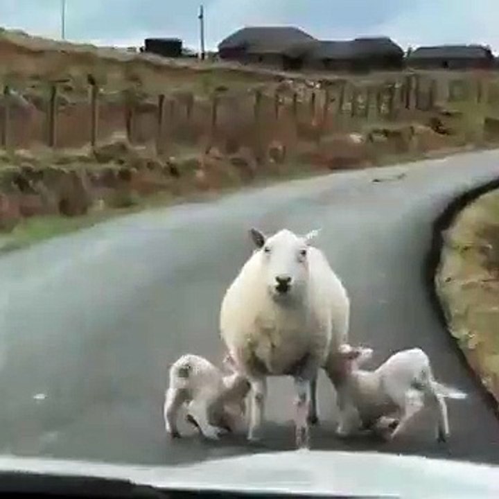 The cutest block post