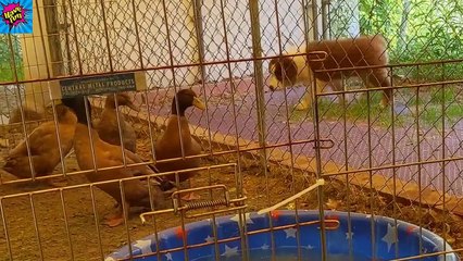 TRY NOT TO LAUGH - Funny Babies at the ZOO  - Funny Baby Video Compilation 2020