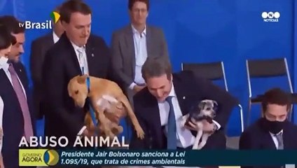 Nueva ley en Brasil contra el maltrato animal