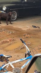 Protective Chocolate Lab Stares Down Snake