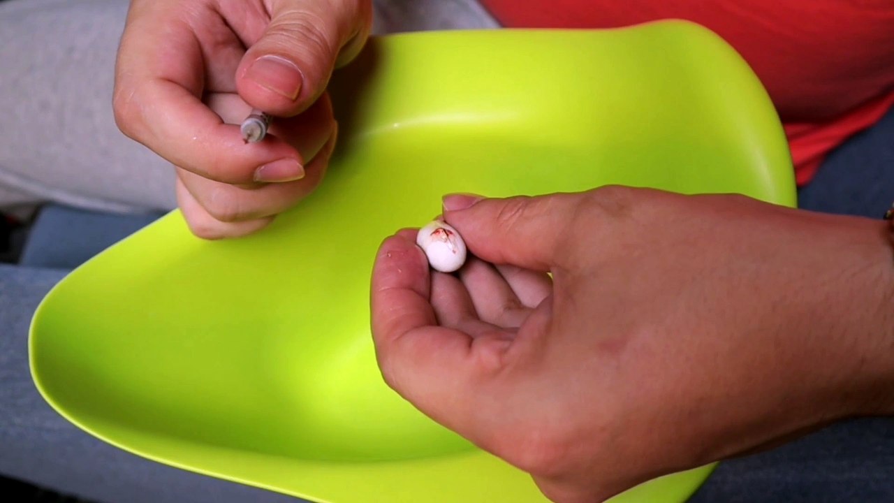 Man Assists Crested Gecko in Hatching