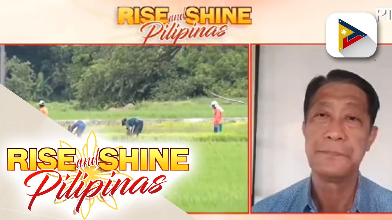 DA, hinikayat ang mga LGU at pribadong sektor na direktang bumili ng palay sa mga magsasaka