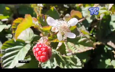 Aventura Ecuador: Conoce lo maravil`loso del cantón Cevallos, provincia de Tungurahua