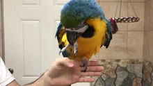 Practicing Step Up With Blue and Gold Macaw