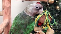Parrots Playing on Tree by the Christmas Tree