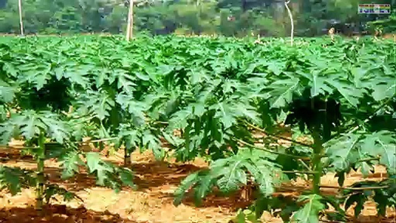 WOW! Amazing Agriculture Technology - Papaya