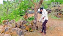 He came very happy to feed gram  to the monkeys, Group of monkeys eat food given by people around