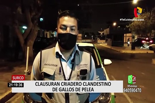 Surco: cierran criadero clandestino de gallos de pelea