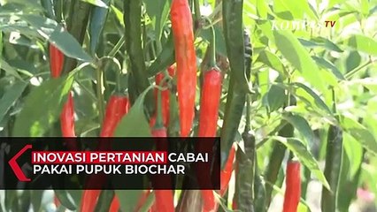 Inovasi Pertanian Cabai Gunakan Pupuk Biochar