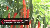 Inovasi Pertanian Cabai Gunakan Pupuk Biochar