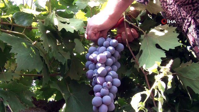 İki asırlık bağlarda üzüm hasadı devam ediyor